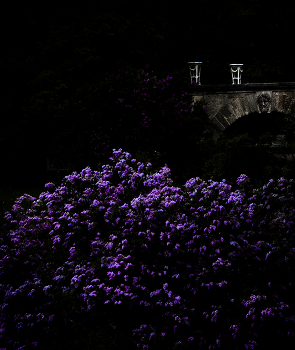 Царскосельские парки 19 / ...