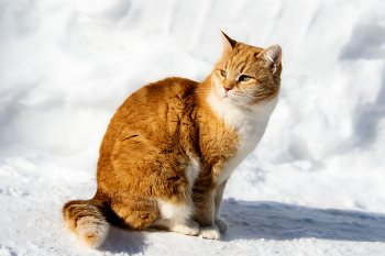 Солнечный кот / ***