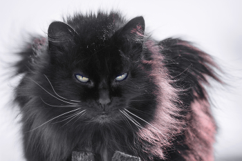 "Это вам не пуси-муси" / Кошка из частного сектора