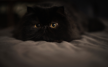 Домовёнок / ***