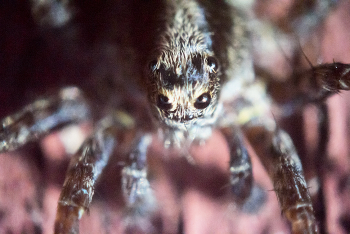 Кажется он что-то задумал / ***