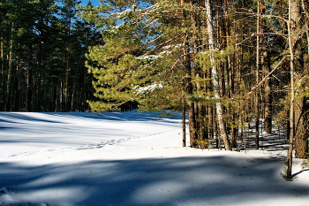 На лесной опушке. / Томская область.