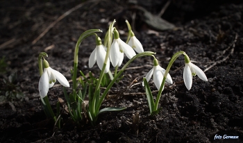 подснежники расцвели / появились цветы