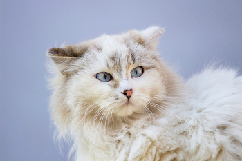 Do you speak English? / У кого-нибудь есть предположение, почему и на кого так смотрит кошка?