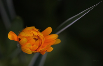 Просыпается. / ***