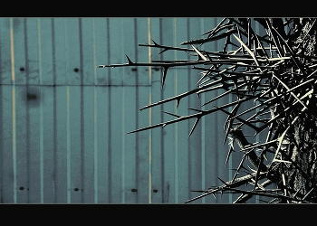 акация. самооборона / ***