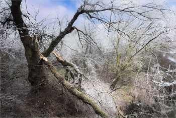 После февральского дождя / Последствия ледяного дождя и ветра