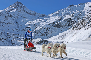 &nbsp; / Sledgedog Race