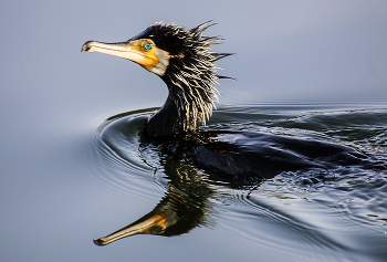 Красавчик / ***