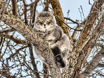 ветки / Город Лесной, весна
