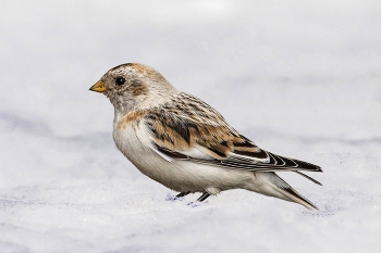 Пуночка (арктический воробей). / ***