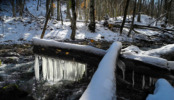 Предвестники весны / Крым