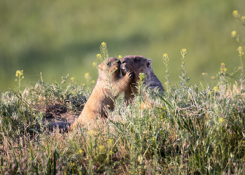 - Папа, зачем он в нас целится? / ***