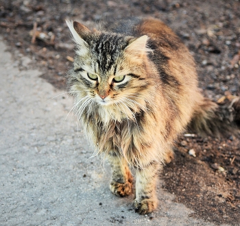 "Серый мартовский кот, серым мартовским днем..." / "Лишь только подснежник распустится в срок ...
 И женщины "бьют" по мозгам, как наркотик,
 На волю, из дома, бежит за порог
 Мой мартовский котик, мой мартовский котик ..."