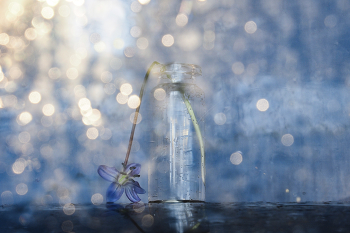 Нежность первоцвета. / ***