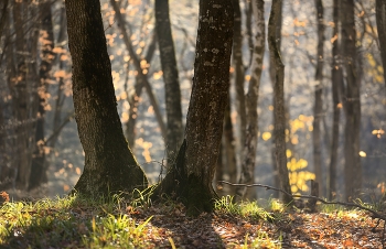 Утро в лесу / Осень