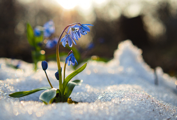 Нежность первоцвета / ***