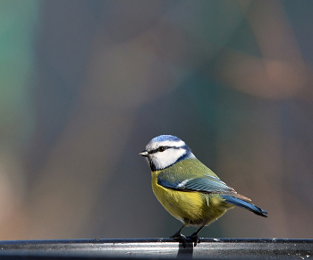 Лазоревка / весна, птицы