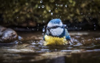 Купаться подано! / На лесной купальне, оборудованной мной для птиц