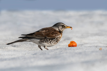 Дрозд рябинник. / Весенняя радость! Солнце, тепло! Но весной трудно, птицам, с пропитанием. Рябинникам повезло. Они нашли дерево с ранетками и дружно их собирают. В ход идут и упавшие плоды.