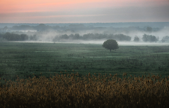 Груша на лугу / ***