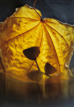 Воспоминание об осени. / Натюрморт.