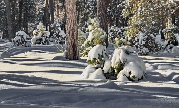 Январская молодёжь / Зимний сюжет из городского бора. Январь 2013 год.
