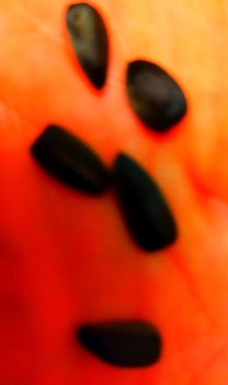 семечки / ***