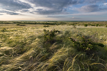 Шиповник цветёт / ***