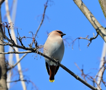 Свиристель / весна, птицы