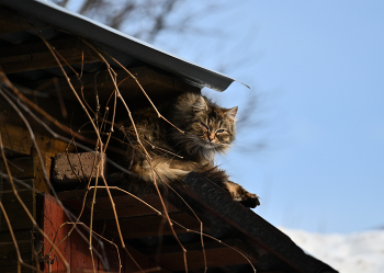 Домовёнок / ***