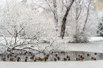 Когда Серых Шеек много... / ***