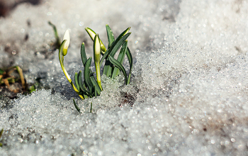 Первые цветы. / подснежники