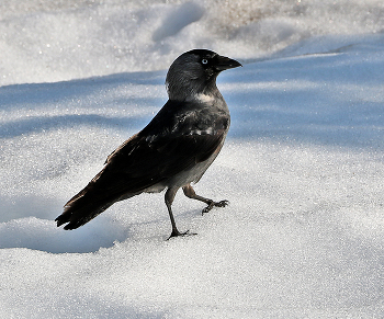 Шагом марш к весне! / ***