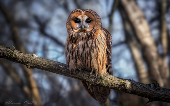 Совентий / Серая неясыть (рыжая морфа). Предполагая, что мне в феврале этого года позировал самец (поскольку самки уже зимой садятся на яйца), сам для себя я окрестил его Совентием.