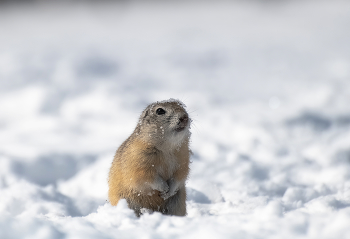 Суслики проснулись / ***