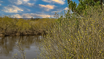 Дыхание весны. / Вот и проклюнулись почки, в облаках весенних небо -чувствуется дыхание весны....