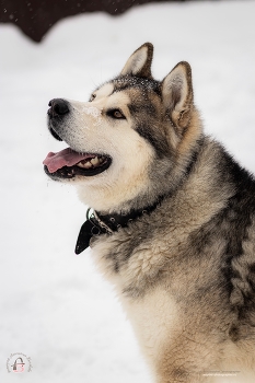"Рамзи ловит снежинки" / "Рамзи ловит снежинки"
Снято: 22.02.2026 года
Фотограф: Анастасия Белякова