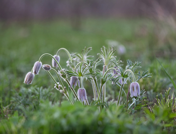 весенние / Весеннее макро