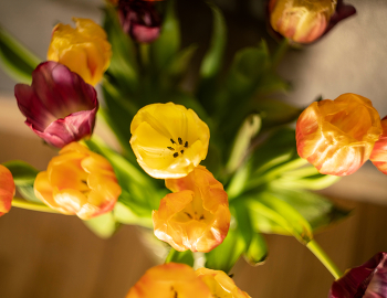 Тюльпаны / ***