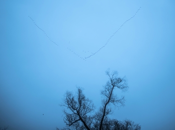 летят гуси / ***