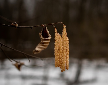 сережки весенние / ***