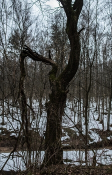 сильное дерево / ***