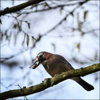 Сойка / Сойка