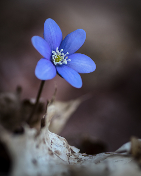 к солнцу / ***