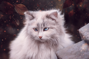 "королева двора" / Дворовая кошка