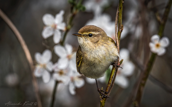 Весенняя теньковка / Где-то еще держатся холода и лежит снег, а на юге России давно уже прилетели и тенькают во всех зарослях пеночки-теньковки.