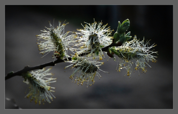Верба / Верба почки цветение весенняя пора ива весеннее флора flowers цветы