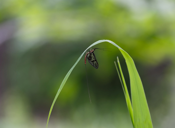 арка / Летнее макро.