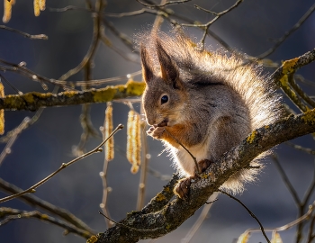 Золотая / ***